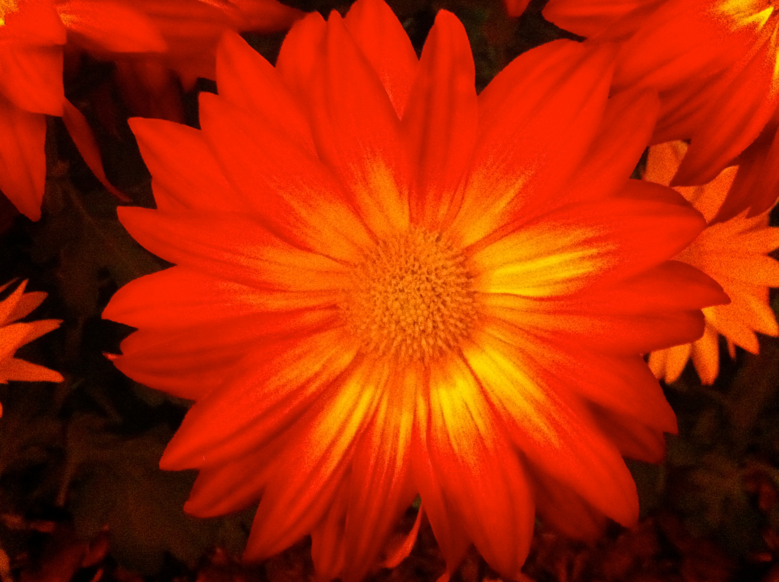 Day 309 - RED Flower