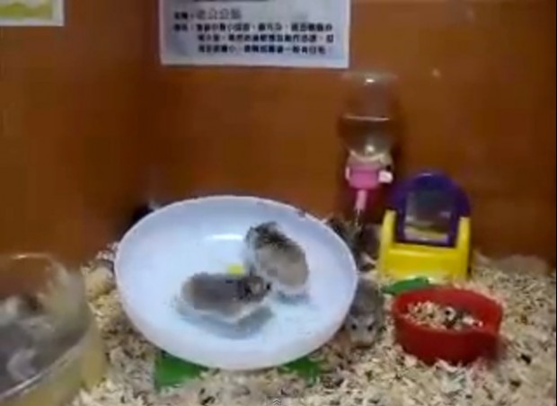 2 Hamsters 1 Wheel 