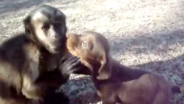 Monkey Playing With Puppy